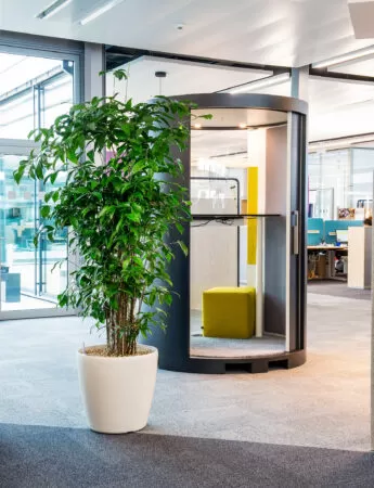 Büro mit einer grünen Pflanze in einem weissen Topf und einer runden Telefonzelle mit grünem Hocker.